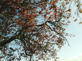 Low angle view of trees against sky