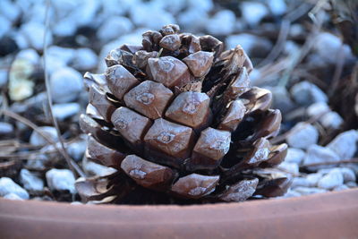 Close-up of pine cone