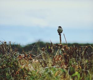 Close-up of bird perching on plant against sky