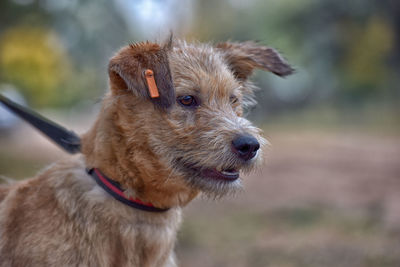 Close-up of dog looking away