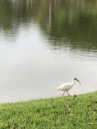Ducks on a lake