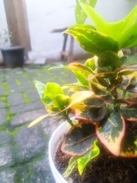 High angle view of potted plant on window