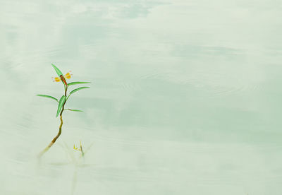 Plant growing in lake