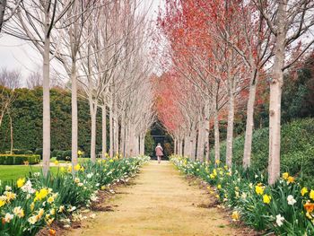 Footpath amidst plants in park