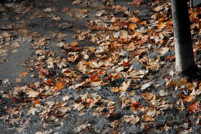 Full frame shot of autumn leaves