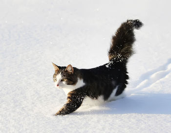 Black and white young active cat walking in snow.