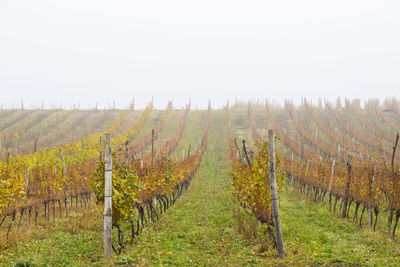 Scenic view of vineyard against sky