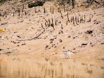 Scenic view of desert against mountain