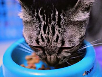 Close-up of tabby cat in bowl