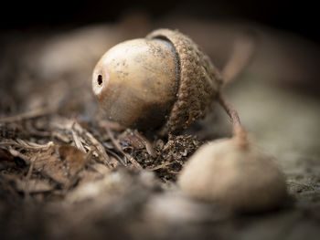 Close-up of fruit on field