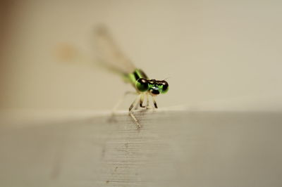 Close-up of spider on wood