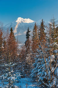 Scenic view of snowcapped mountains against clear blue sky