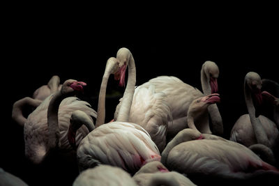 Close-up of birds against black background