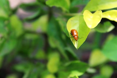 Close-up of insect on leaf