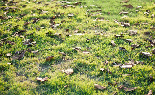 High angle view of birds on field