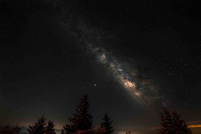 Low angle view of trees against star field at night