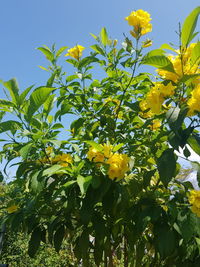 Low angle view of yellow flowering plants against sky