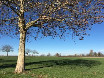 Trees on grassy field