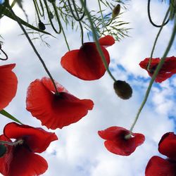 Low angle view of red flowers