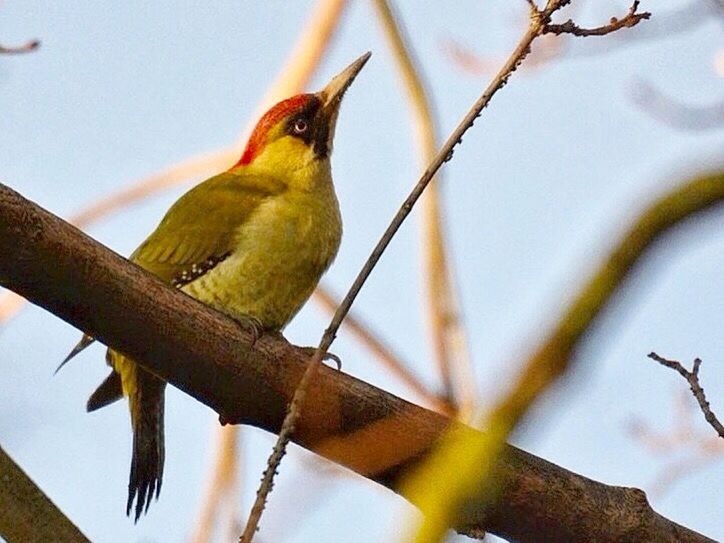 animal themes, bird, one animal, animals in the wild, perching, wildlife, branch, low angle view, parrot, beak, close-up, tree, focus on foreground, yellow, nature, full length, perched, zoology, outdoors, day