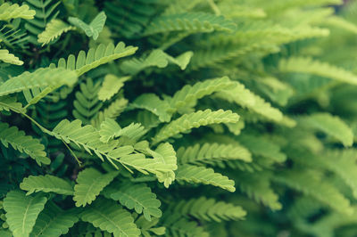 High angle view of leaves on tree