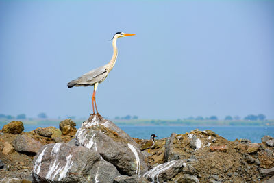 Bird perching on rock in sea against sky