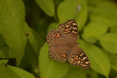 Close-up of butterfly on leaves