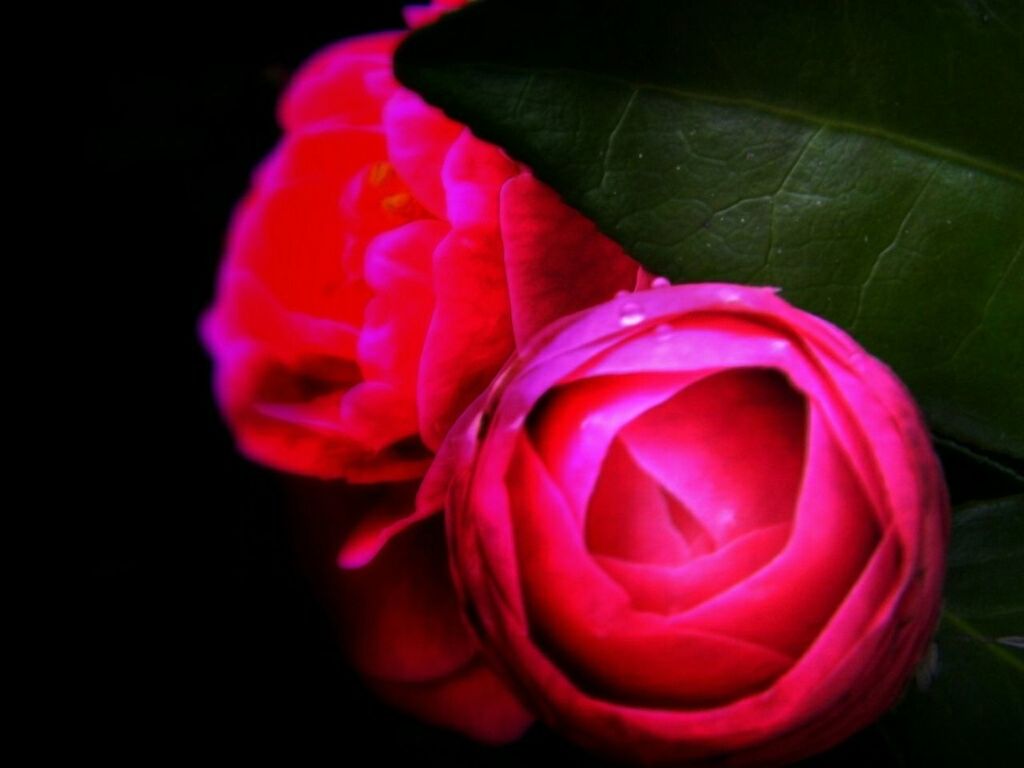 flower, petal, flower head, freshness, fragility, rose - flower, pink color, close-up, beauty in nature, studio shot, black background, single flower, rose, nature, growth, blooming, pink, indoors, plant, no people