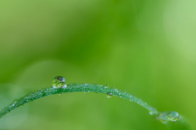 Close-up of water drops on blade of plant