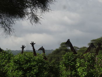 Plants growing on land against sky