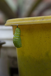 Close-up of green leaf on glass