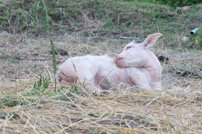 Sheep sleeping in grass