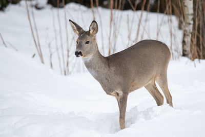 Deer standing on snow covered land