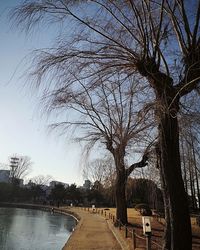 Bare tree by canal against sky