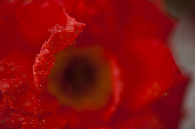 Close-up of red rose on water