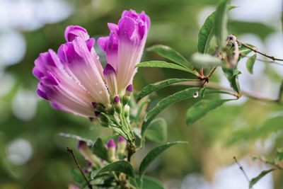 Close-up of pink flowering plant