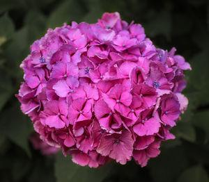 Close-up of pink hydrangea flowers