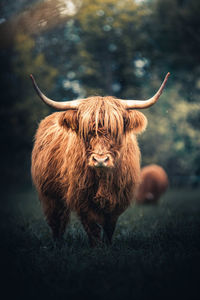 Cow standing in a field