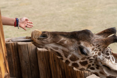 Giraffe sticks out tongue for human hand to put food on