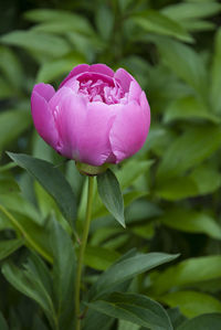 Close-up of pink flower