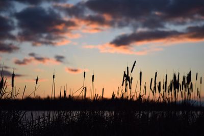 Silhouette plants against dramatic sky during sunset