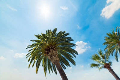 Low angle view of palm tree against sky