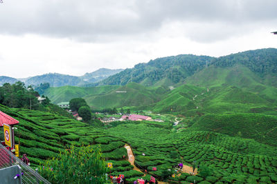 View of green tea plantation, cameron highlands farm during the weather after rain