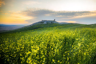 Scenic view of field against sky during sunset