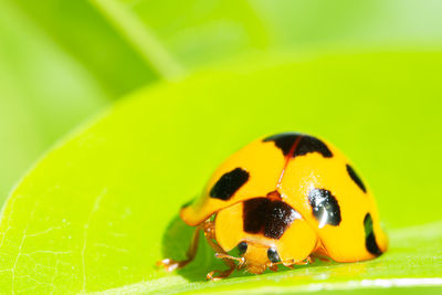 Close-up of insect on leaf