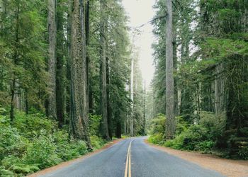 Empty road amidst trees in forest