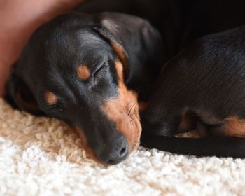 Close-up of dog sleeping