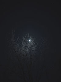 Low angle view of illuminated tree against sky at night