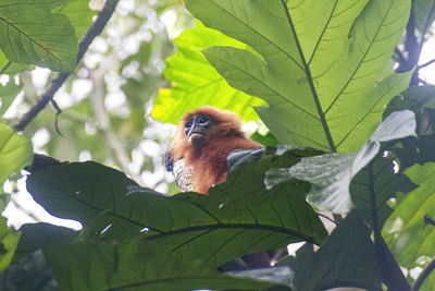 Low angle view of monkey on tree