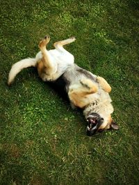 Dog resting on grass